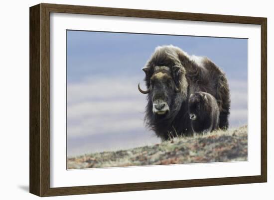 Musk Ox with Calf-Ken Archer-Framed Photographic Print