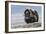 Musk Ox with Calf-Ken Archer-Framed Photographic Print