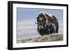 Musk Ox with Calf-Ken Archer-Framed Photographic Print