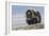 Musk Ox with Calf-Ken Archer-Framed Photographic Print