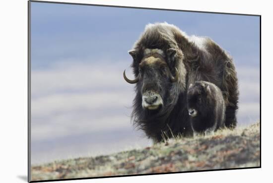 Musk Ox with Calf-Ken Archer-Mounted Photographic Print