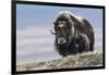 Musk Ox with Calf-Ken Archer-Framed Photographic Print