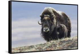 Musk Ox with Calf-Ken Archer-Framed Stretched Canvas