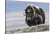 Musk Ox with Calf-Ken Archer-Stretched Canvas