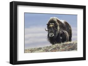 Musk Ox with Calf-Ken Archer-Framed Photographic Print