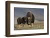 Musk ox with calf-Ken Archer-Framed Photographic Print