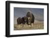 Musk ox with calf-Ken Archer-Framed Photographic Print