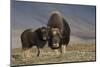 Musk ox with calf-Ken Archer-Mounted Photographic Print