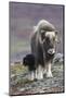 Musk ox with young calf.-Ken Archer-Mounted Photographic Print