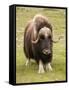 Musk-Ox-null-Framed Stretched Canvas