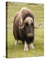 Musk-Ox-null-Stretched Canvas
