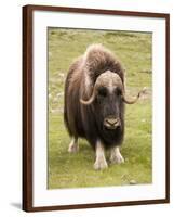 Musk-Ox-null-Framed Photographic Print