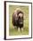 Musk-Ox-null-Framed Photographic Print