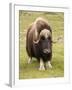 Musk-Ox-null-Framed Photographic Print