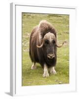 Musk-Ox-null-Framed Photographic Print