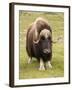 Musk-Ox-null-Framed Photographic Print