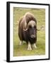Musk-Ox-null-Framed Photographic Print