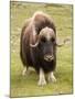 Musk-Ox-null-Mounted Photographic Print