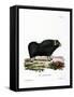 Musk Ox-null-Framed Stretched Canvas