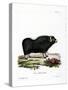 Musk Ox-null-Stretched Canvas