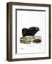 Musk Ox-null-Framed Giclee Print