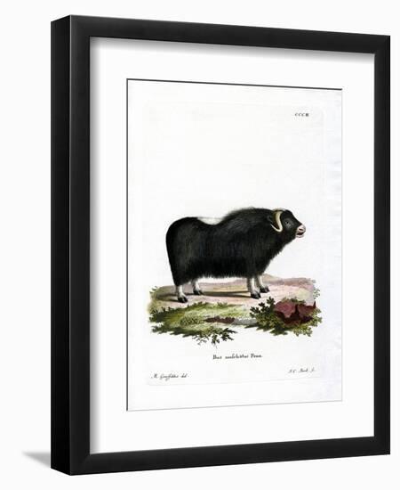 Musk Ox-null-Framed Giclee Print