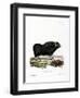 Musk Ox-null-Framed Giclee Print