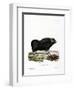 Musk Ox-null-Framed Giclee Print