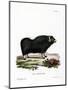 Musk Ox-null-Mounted Giclee Print