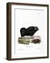 Musk Ox-null-Framed Giclee Print