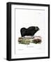 Musk Ox-null-Framed Giclee Print