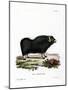 Musk Ox-null-Mounted Giclee Print