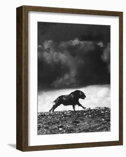 Musk Oxen Hunt in Arctic Tundra, Lone Musk Ox Running Widely from Hunters-Fritz Goro-Framed Photographic Print