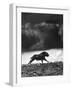 Musk Oxen Hunt in Arctic Tundra, Lone Musk Ox Running Widely from Hunters-Fritz Goro-Framed Photographic Print