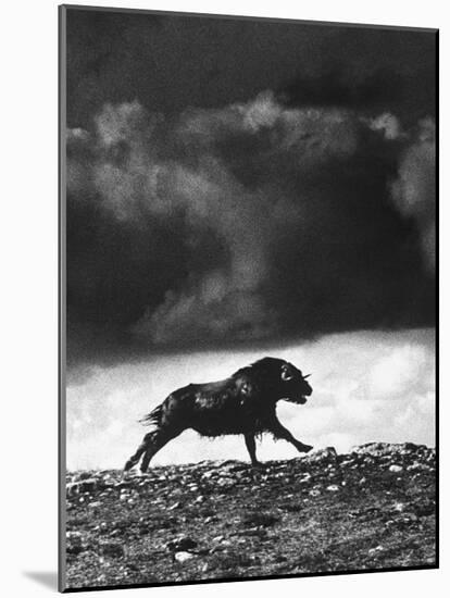 Musk Oxen Hunt in Arctic Tundra, Lone Musk Ox Running Widely from Hunters-Fritz Goro-Mounted Photographic Print