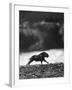 Musk Oxen Hunt in Arctic Tundra, Lone Musk Ox Running Widely from Hunters-Fritz Goro-Framed Photographic Print