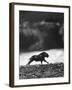 Musk Oxen Hunt in Arctic Tundra, Lone Musk Ox Running Widely from Hunters-Fritz Goro-Framed Photographic Print