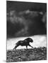 Musk Oxen Hunt in Arctic Tundra, Lone Musk Ox Running Widely from Hunters-Fritz Goro-Mounted Photographic Print