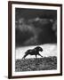 Musk Oxen Hunt in Arctic Tundra, Lone Musk Ox Running Widely from Hunters-Fritz Goro-Framed Photographic Print