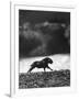 Musk Oxen Hunt in Arctic Tundra, Lone Musk Ox Running Widely from Hunters-Fritz Goro-Framed Photographic Print