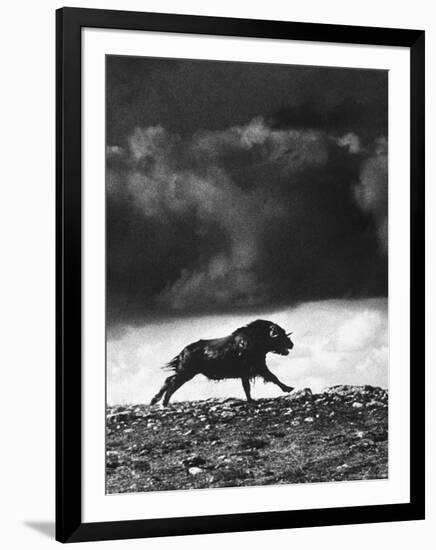 Musk Oxen Hunt in Arctic Tundra, Lone Musk Ox Running Widely from Hunters-Fritz Goro-Framed Photographic Print