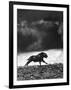 Musk Oxen Hunt in Arctic Tundra, Lone Musk Ox Running Widely from Hunters-Fritz Goro-Framed Photographic Print