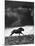 Musk Oxen Hunt in Arctic Tundra, Lone Musk Ox Running Widely from Hunters-Fritz Goro-Mounted Photographic Print