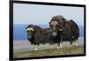 Musk Oxen in front of the Bering Sea-Ken Archer-Framed Photographic Print