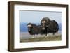 Musk Oxen in front of the Bering Sea-Ken Archer-Framed Photographic Print