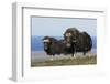 Musk Oxen in front of the Bering Sea-Ken Archer-Framed Photographic Print
