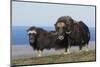 Musk Oxen in front of the Bering Sea-Ken Archer-Mounted Photographic Print