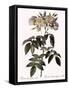 Musk Rose-Pierre Joseph Redoute-Framed Stretched Canvas