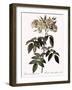 Musk Rose-Pierre Joseph Redoute-Framed Giclee Print