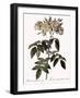 Musk Rose-Pierre Joseph Redoute-Framed Giclee Print